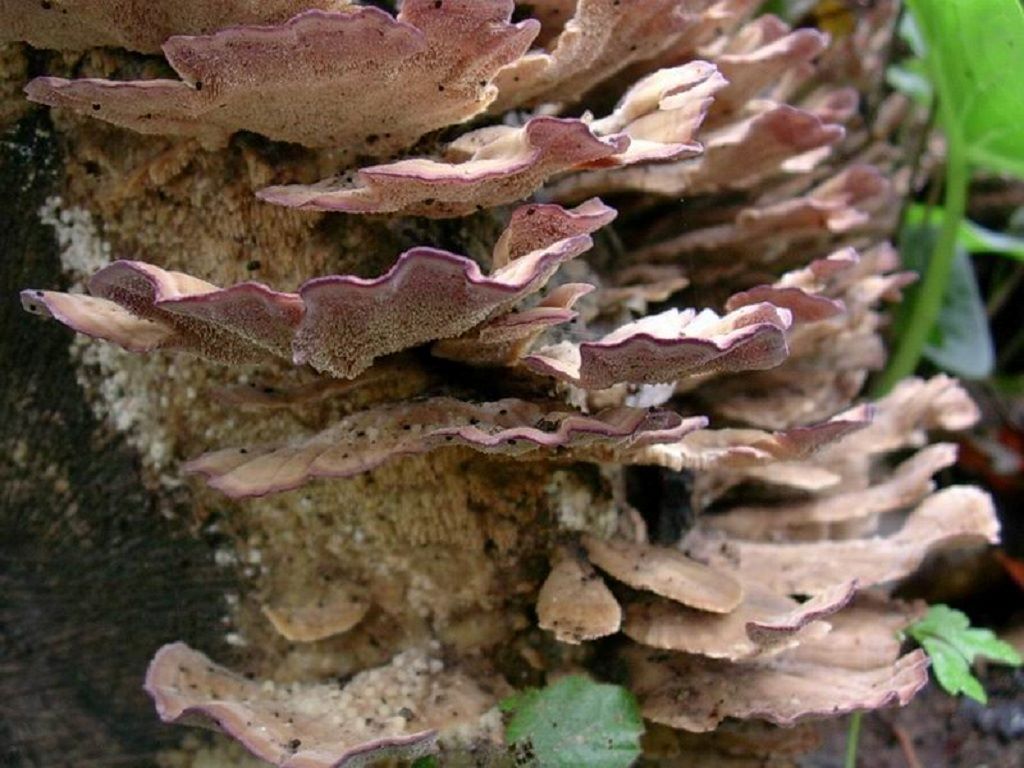 1830 Novembre vecchio ritrovamento